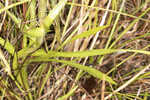 Thistleleaf aster